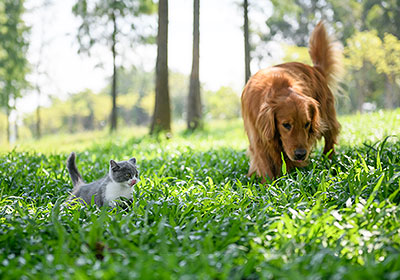 Bringing cats and dogs together and getting them used to each other: This is how it works