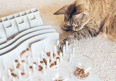 With Activity Feeding, the cat has to work out its food in a playful way