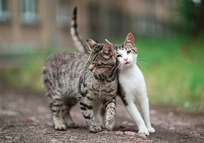 Freigang für die Katze