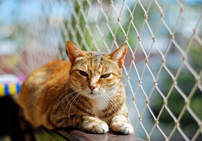 Secured outdoor access for cats