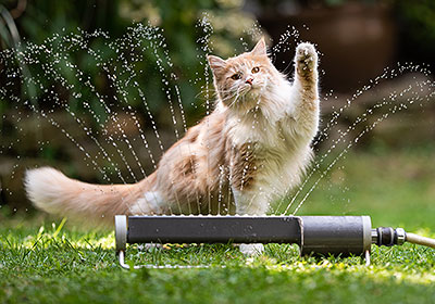 Katten in de zomer