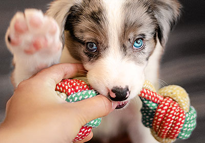 Keeping puppies busy is enormously important.