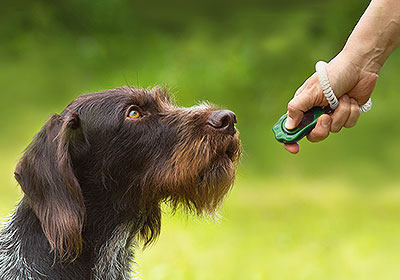 Clickertraining unterstützt die Erziehung von Hunden und das Erlernen von Tricks