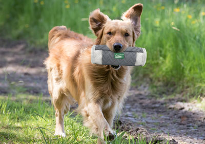 Entraînement au rapport avec le dummy et des friandises pour chiens ou des aliments secs pour chiens