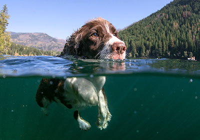 Hier diesen Badeseen sind Hunde erlaubt