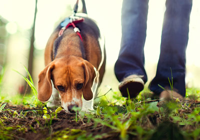 Auf Spurensuche mit dem Hund