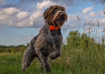 Körpersprache von Hunden verstehen