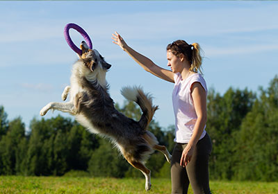 Den Hund drinnen und draußen gut beschäftigen