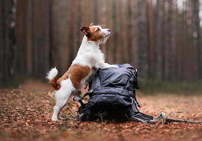 Conseils pour la randonnée avec un chien