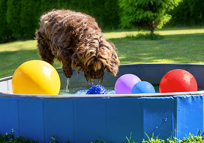 Jeux d’eau pour chiens