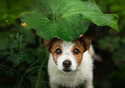 Mythen rund um den Hund