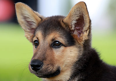 Comment l'oreille du chien est-elle construite et comment fonctionne-t-elle ?