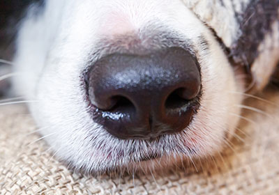 Que peuvent reconnaître les chiens avec leur nez ?