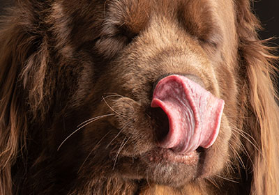 Was können Hunde besonders gut schmecken?