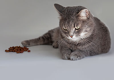 De kat eet niet en weigert het kattenvoer