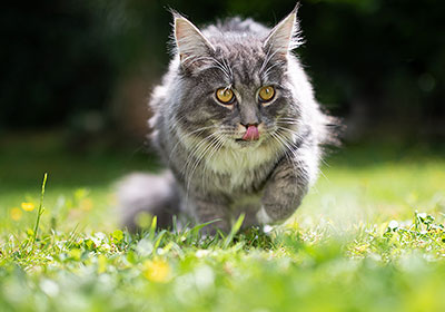 Qualität beim Katzenfutter ist wichtig.