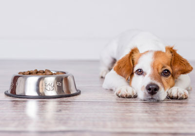 Tipps zur Hundeernährung, wenn der Hund das Futter verweigert