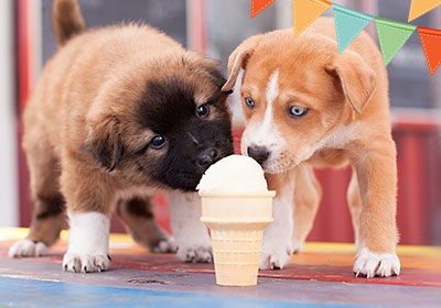 Faire soi-même de la glace pour chiens à partir d'aliments humides pour chiens