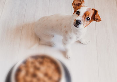 Kalorienbedarf bei Hunden