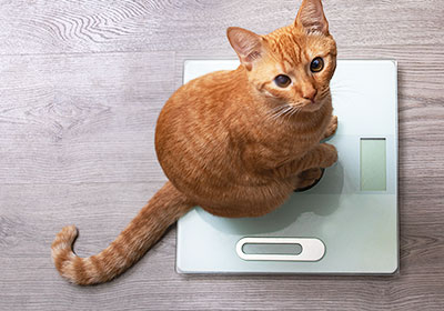 Weigh the cat to determine if the cat is overweight or ideal weight