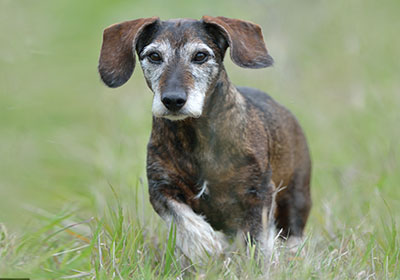 Ausgewogene, bedarfsdeckende Ernährung von Hunden auch im hohen Alter