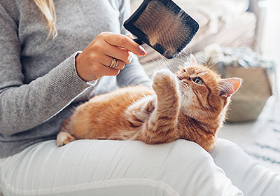 Het is belangrijk om de kat te ondersteunen bij de verzorging