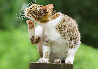 Itching is a common symptom of feed intolerance in cats.