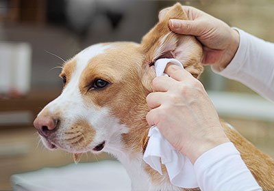 Tipps für gesunde Hundeohren