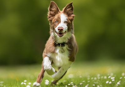 Hoe weet ik of mijn hond een gewrichtsziekte heeft?