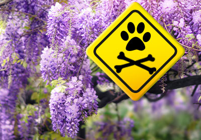 Informations sur les plantes toxiques pour les chiens et les chats