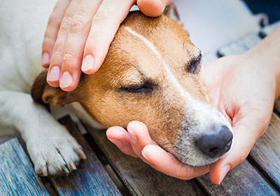 Unverträglichkeiten oder Allergien gegeben das Hundefutter, können zu Hautproblemen führen.