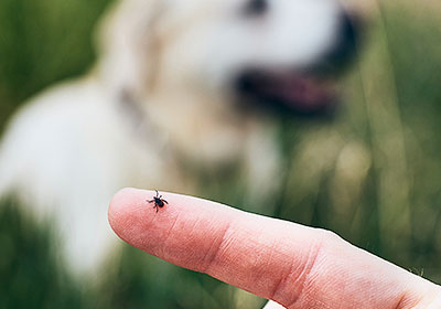 Are there natural means of protection against ticks in dogs?