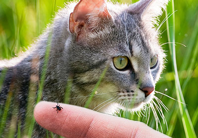 Zecken bei Katzen: Wie man sie richtig entfernt