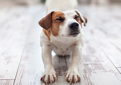 Tips on how to relieve stress in your dog