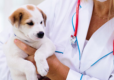 Helpful tips for a fear-free visit to the vet with your dog