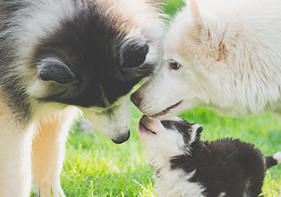 Soutenir la croissance saine du chiot avec la bonne nourriture pour chiots