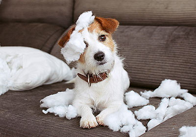 Rechte und Pflichten rund um den Hund