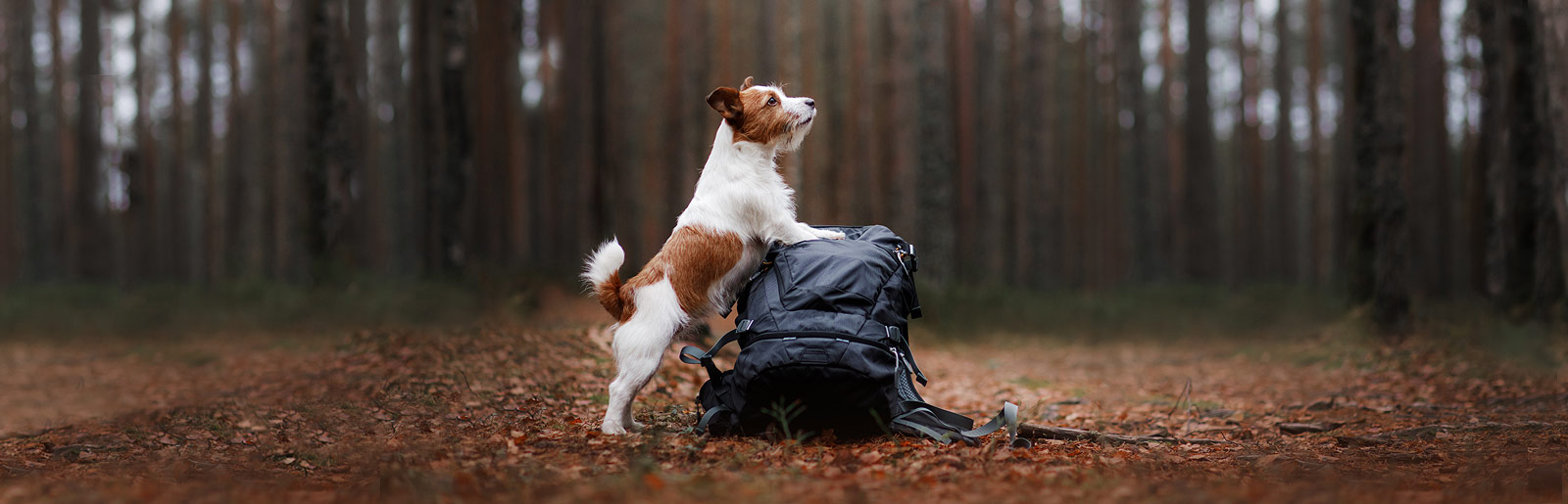 Tips voor wandelen met een hond