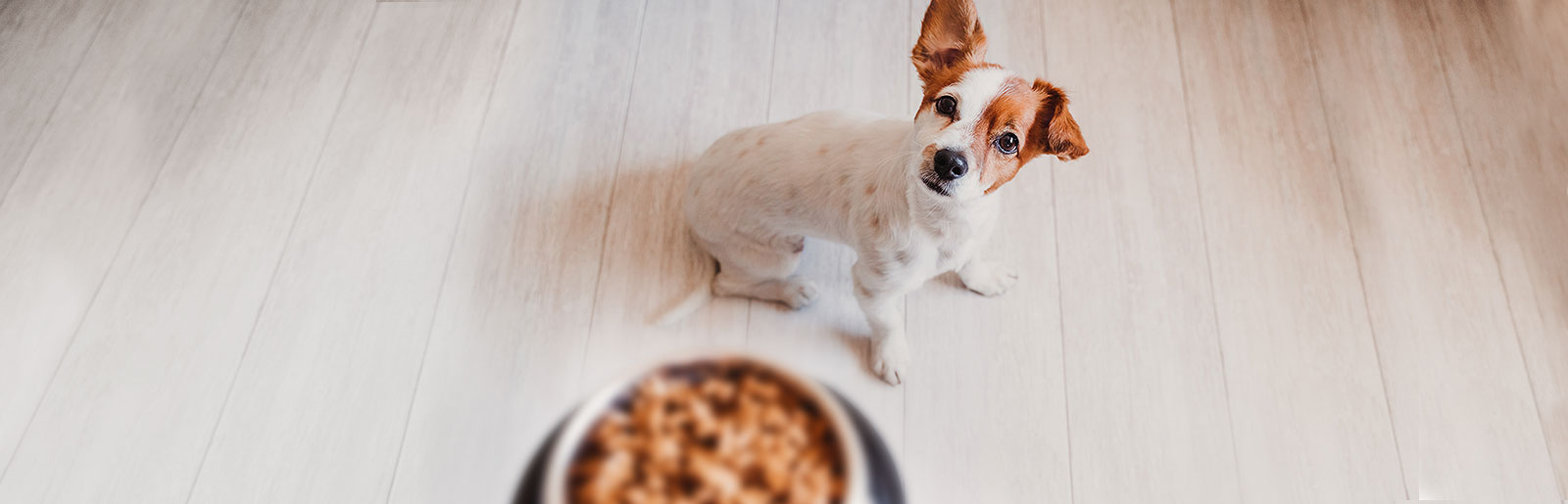 Poids idéal du chien grâce à un apport calorique adéquat