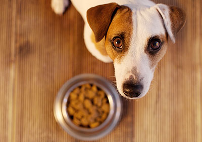 Hundefutter-Deklarationen, wie das Fleisch in den Napf kommt