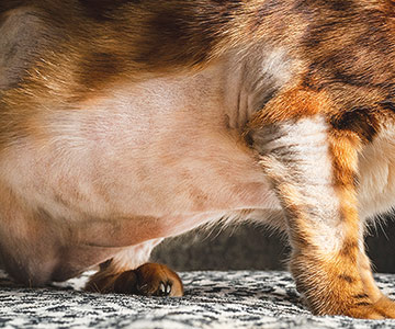 Katze mit allergischer Hautentzündung, die auch atopische Dermatitis genannt wird.