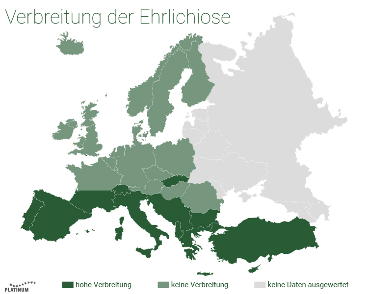 Ehrlichiose ist eine Krankheit, die von Zecken auf den Hund übertragen werden kann