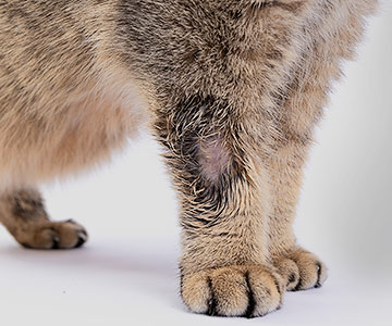 La teigne féline est une maladie de peau fréquente chez les chats.