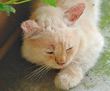 La mycose féline est une maladie de peau fréquente chez les chats.