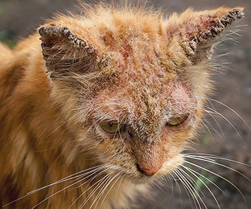 Räude kommt häufig auch bei Katzen vor und ist sehr ansteckend