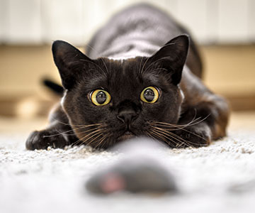 Droogvoer voor katten kan worden gebruikt voor Activity Feeding