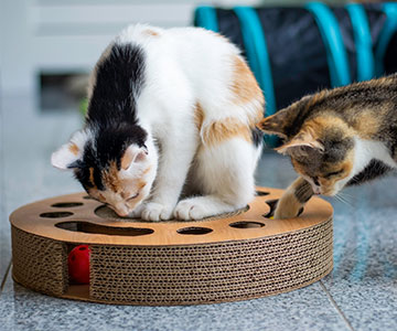 L’Activty Feeding : une occupation judicieuse pour les chats