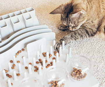 Occuper les chats et les laisser acquérir eux-mêmes leur nourriture 