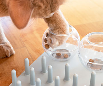 Katten kunnen hun jacht- en speelinstincten uitleven met Activity Feeding