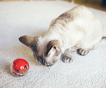 Occuper les chats et les laisser trouver eux-mêmes leur nourriture